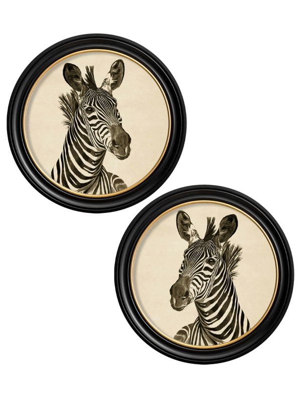 Exceptional Art c1890 Zebra Illustrations in Round Frame - Dark