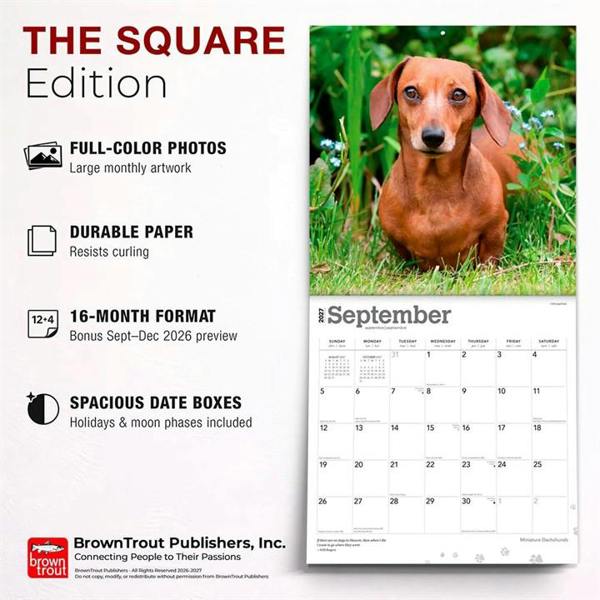 Miniature Dachshunds Calendar 2027, Wall Calendars, Month To View, Dogs, Gift
