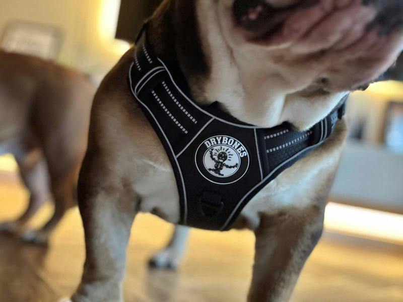 DRYBONES Dog/Pet Accessories Bundle