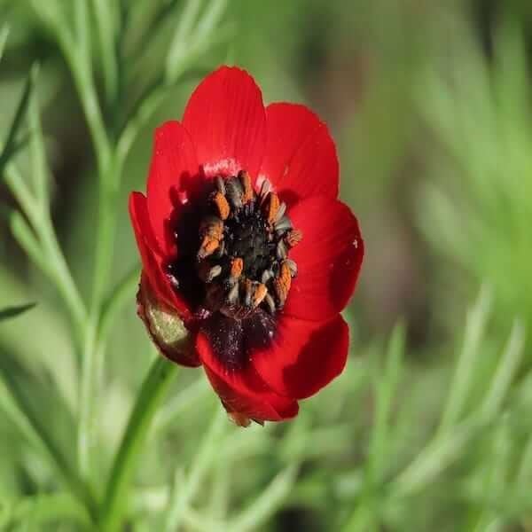 pheasants eye