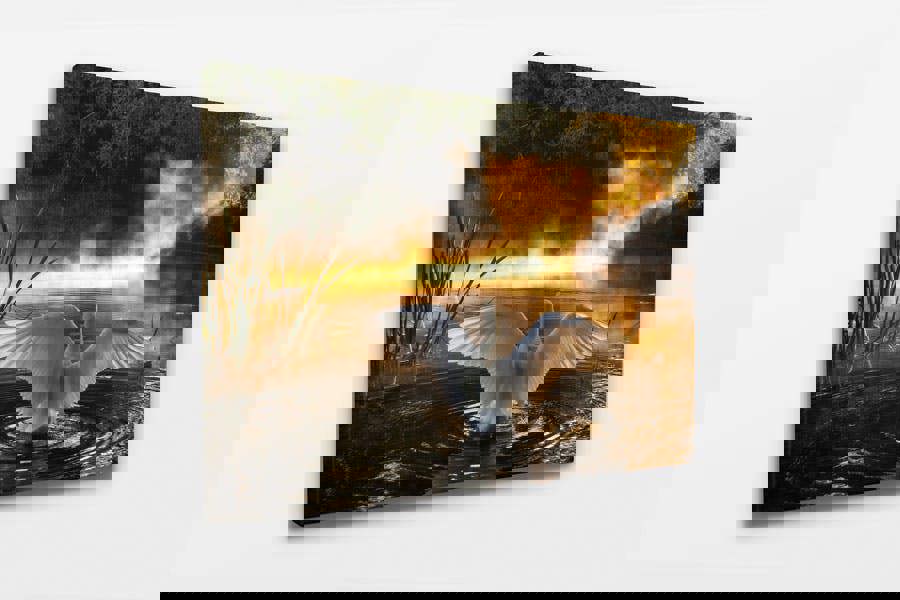 elegant wildlife swan print on canvas