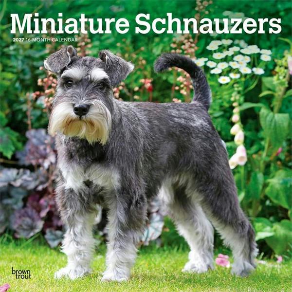 Miniature Schnauzers Calendar 2027, Wall Calendars, Month To View, Dogs, Gift