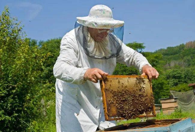 Organic Propolis and Honey Soap Raw Artisan Honey Shop