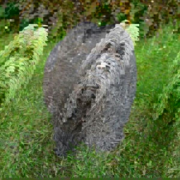 Dougal Skye Terrier Stone Cast Dog Ornament