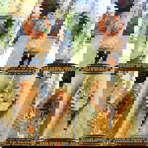 Anywags Anypet Cat Handbag 40cm Light Gray 3D Lion Soft Collar Pets Carrier Luggage Small Dog Travel Tote Bag With Pet Canvas