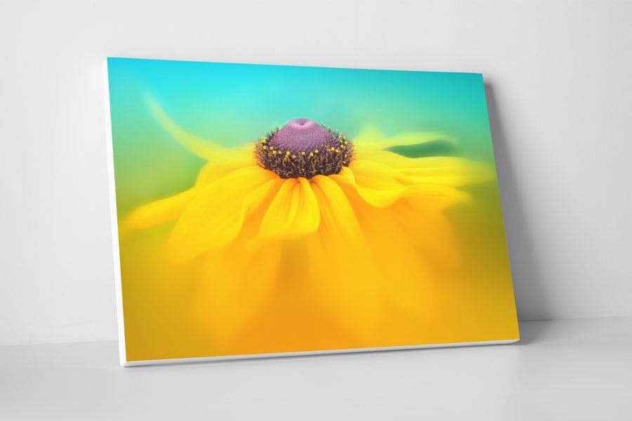 rudbeckia botanical art print