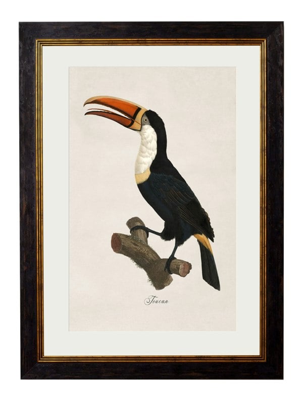 Exceptional Art c.1809 Toucans