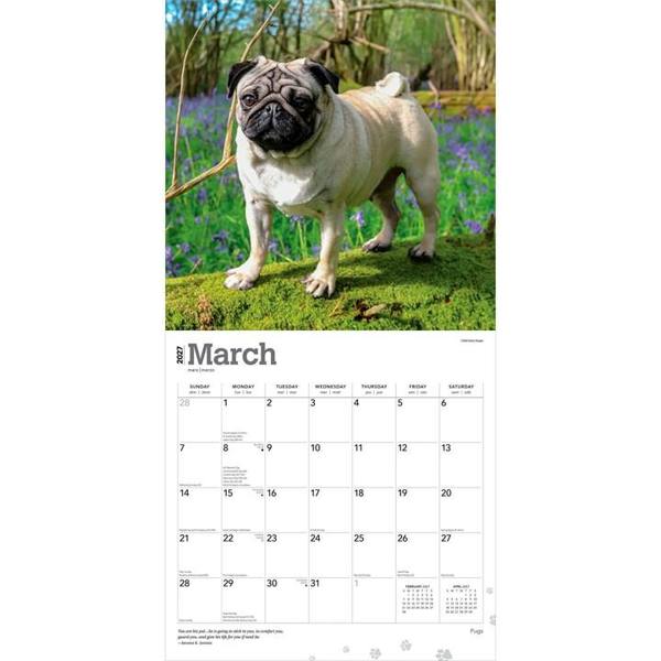 Pugs Calendar 2027, Wall Calendars, Month To View, Dogs, Gift