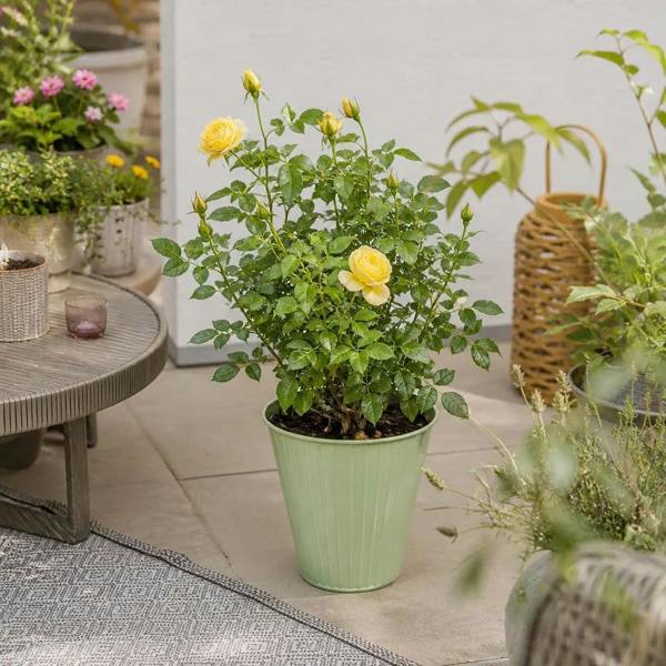 5L Rose Anniversary Wishes Yellow Rose Bush - Beautiful Flowering Garden Plant