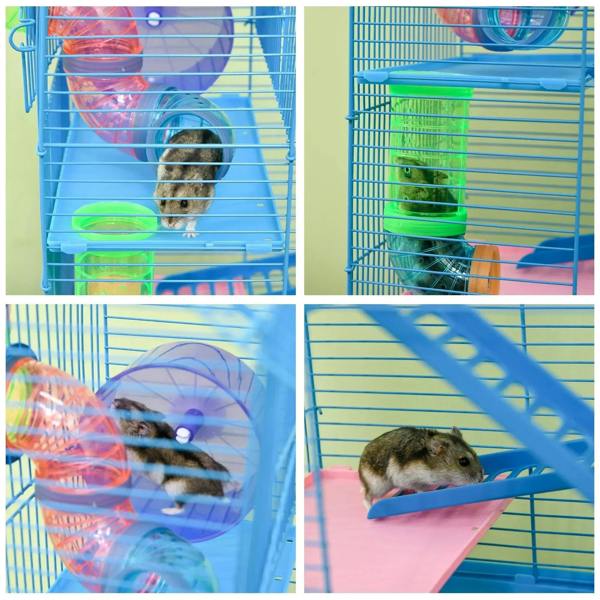Dwarf mice exploring a blue hamster cage with colorful tubes and platforms