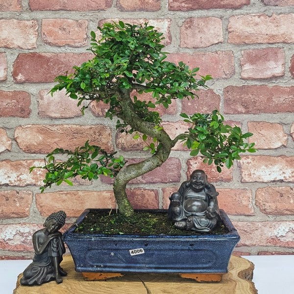 Yorkshire Bonsai Chinese Elm (Ulmus Parvifolia) Bonsai Tree | Shaped | In 25cm Pot