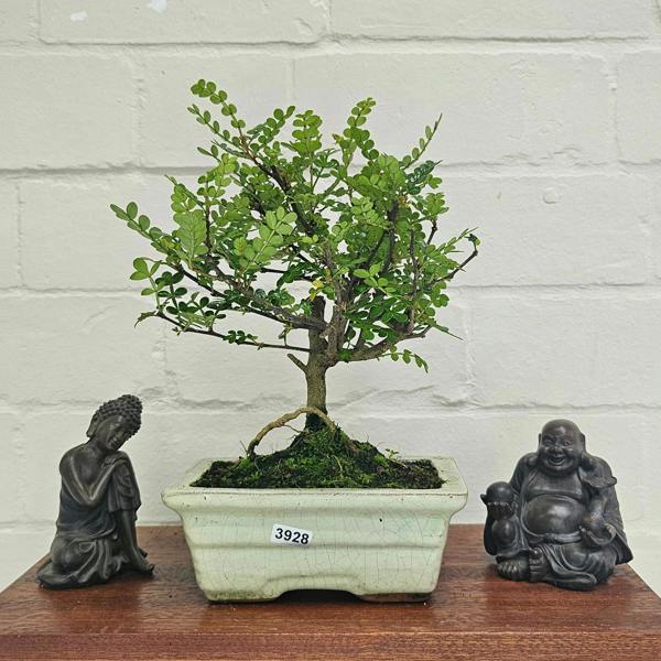 Yorkshire Bonsai Chinese Pepper (Zanthoxylum Pipertum) Bonsai Tree | Broom | In 15cm Pot