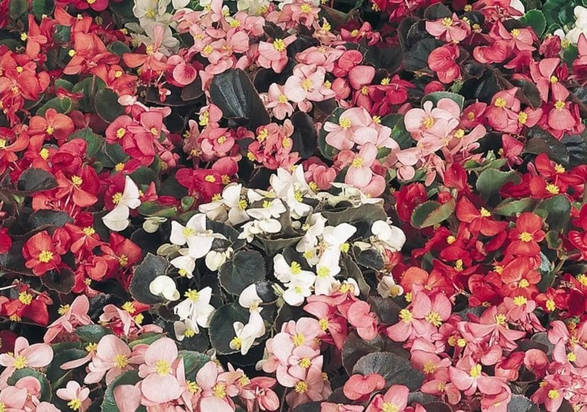 Begonia Semperflorens Mixed 6 Pack x 2 (12 Plants)