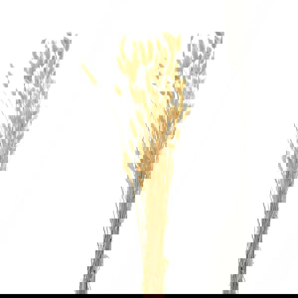 Hill Interiors Bunny Tail Dried Plant - Natural - 