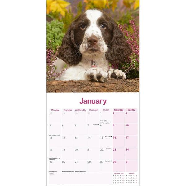 English Springer Spaniel Calendar 2027, Wall Calendars, Month To View, Dogs, Gift