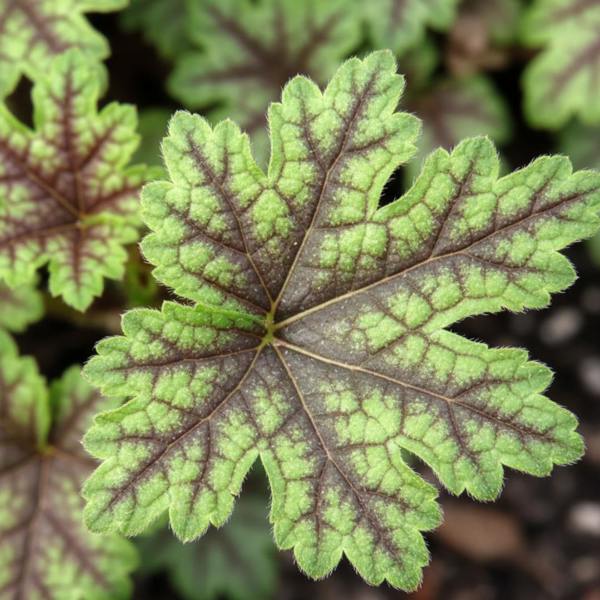 Heuchera Tapestry Evergreen Perennial Garden Plant 2L Pot