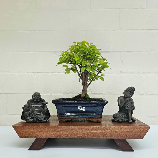Yorkshire Bonsai Bird Plum (Sageretia) Bonsai Tree | Broom | In 15cm Pot
