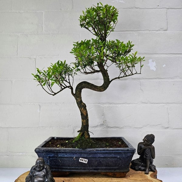 Yorkshire Bonsai Brush Cherry (Syzygium) Bonsai Tree | Shaped | In 25cm Pot