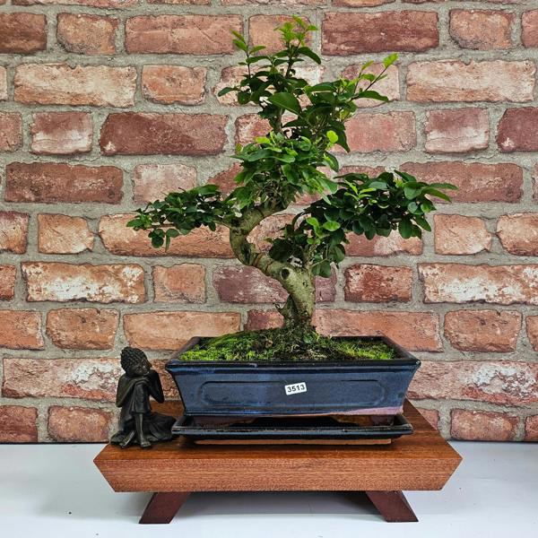 Yorkshire Bonsai Chinese Privet (Ligustrum Sinense) Bonsai Tree | Shaped | In 25cm Pot
