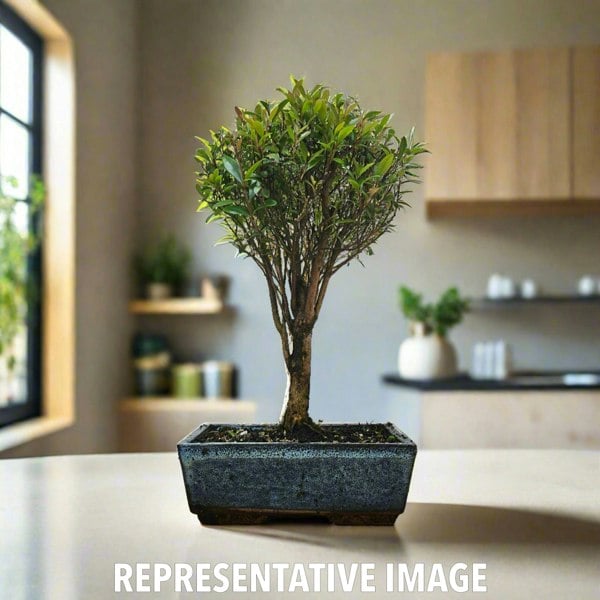 Yorkshire Bonsai Brush Cherry (Syzygium) Bonsai Tree | Broom | In 20cm Pot