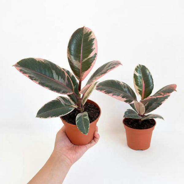Ficus Belize Rubber Plant Pink Variegated 12cm Pot The Rose Press Garden