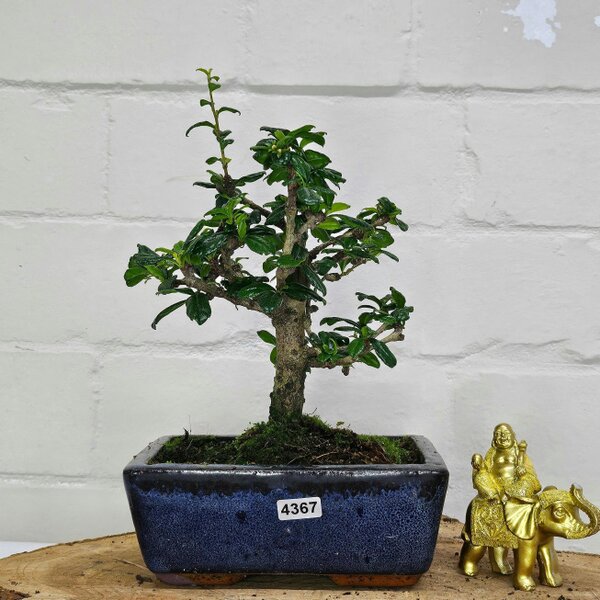 Yorkshire Bonsai Fukien Tea Tree (Carmona Retusa) Bonsai Tree | Broom | In 15cm Pot - 4367