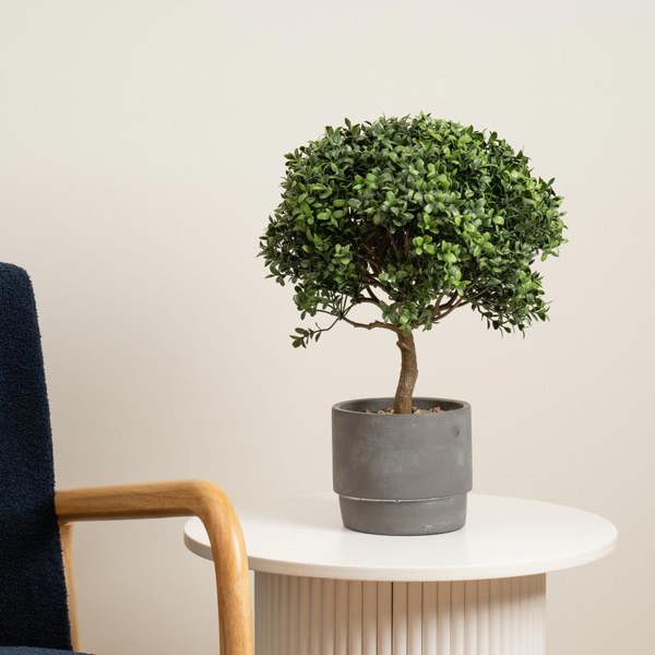 Scottish Everlastings 45cm Mini Topiary Plant in Cement Pot