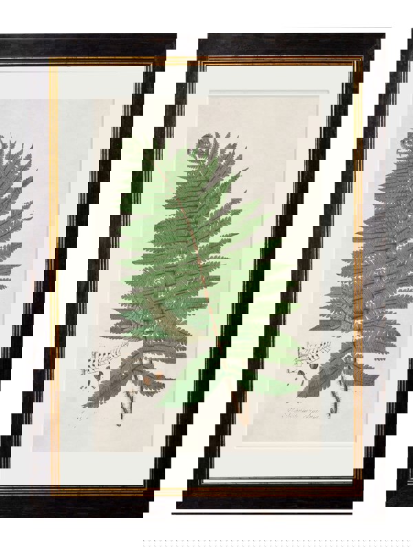 c.1831 Australian Fern - The Weird & Wonderful
