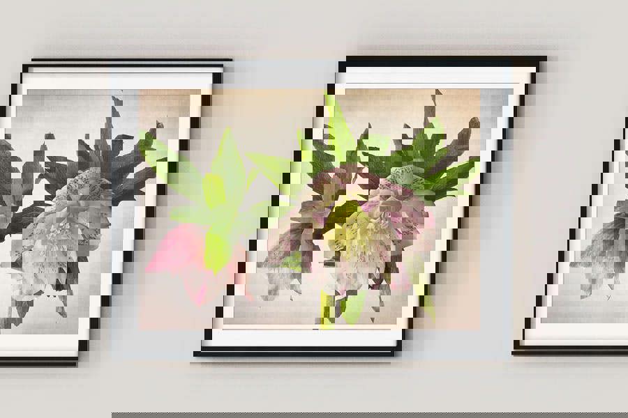 hellebore flower wall art print framed