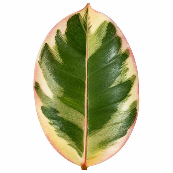 Ficus Tineke Rubber Plant 12cm Pot Plants By Post