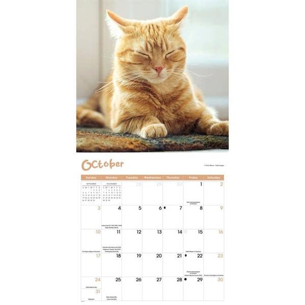 Cat Naps Calendar 2027, Wall Calendars, Month To View, Cats, Gift