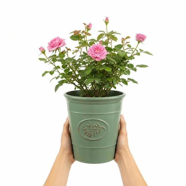 3L Pink Patio Rose Outdoor Garden Rose in Decorative Pot