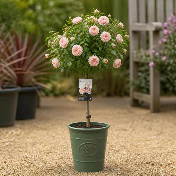 7.5L Standard Rose Tree Light Pink 100-110cm - Elegant Flowering Garden Rose Plant - Olive Green Planter
