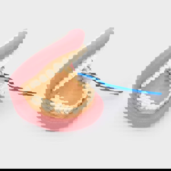 tickit Giant Teeth Demonstration Set