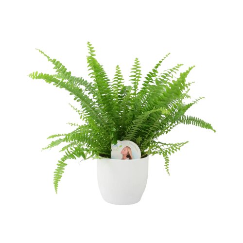 Boston Fern in White Ceramic Pot – Air-Purifying Gift for Plant Lovers