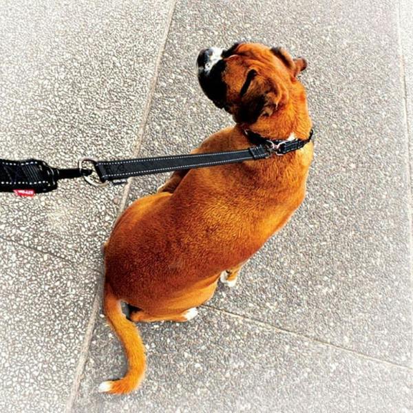 EzyDog Soft Touch Dog Lead Extension