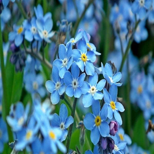 forget me not seed packets