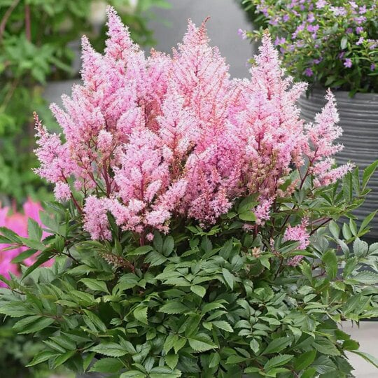 Astilbe Ton Glorie Pink False Spirea Perennial Plant 2L Pot