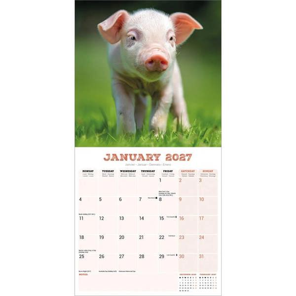 Pigs Calendar 2027, Wall Calendars, Month To View, Animals, Gift