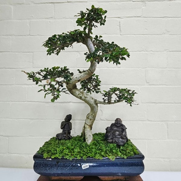 Yorkshire Bonsai Large Chinese Elm (Ulmus Parvifolia) Bonsai Tree | Shaped | In 35cm Pot