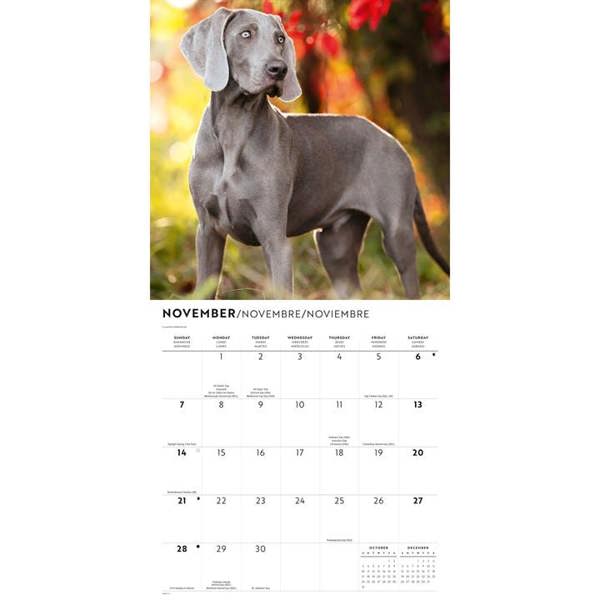 Weimaraners Calendar 2027, Wall Calendars, Month To View, Dogs, Gift