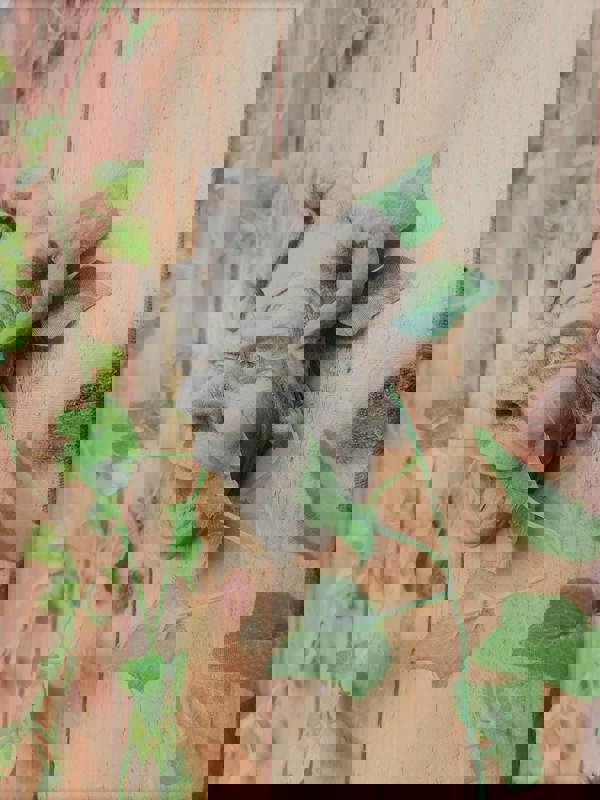 Jester Face Stone Wall Plaque