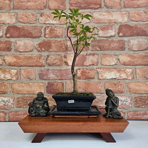 Yorkshire Bonsai Japanese Maple (Acer) Bonsai Tree | Deshojo Informal Upright | In 15cm Pot