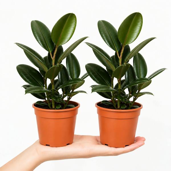 Ficus Robusta Rubber Plant 12cm Pot – Easy Care Indoor Houseplant Plants By Post