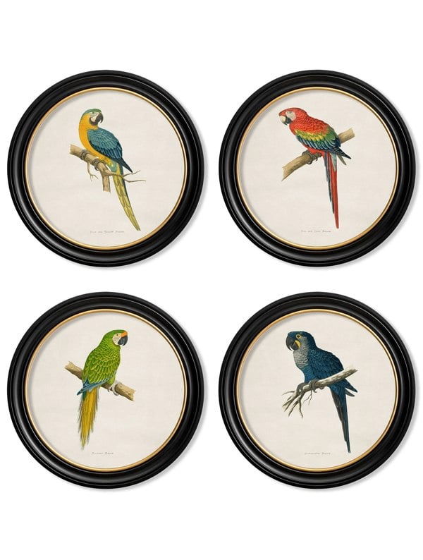 Exceptional Art C.1884 Collection of Macaws in Round Frames