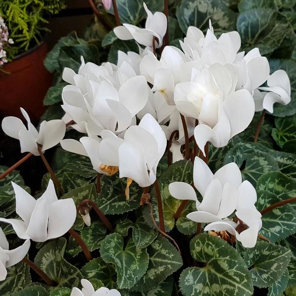 Cyclamen Flame White 1Ltr Pot Pack of 3 & 6 Flowering Plants Plants By Post