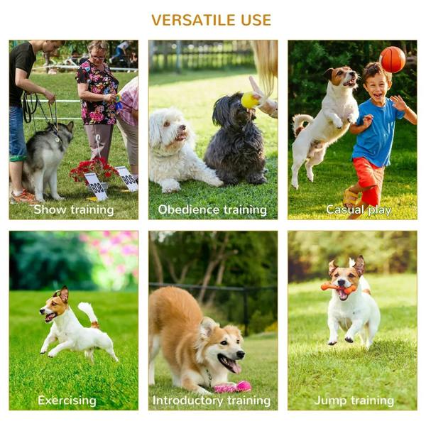 Outdoor dog training activity scenes on grass with playful agility jumps