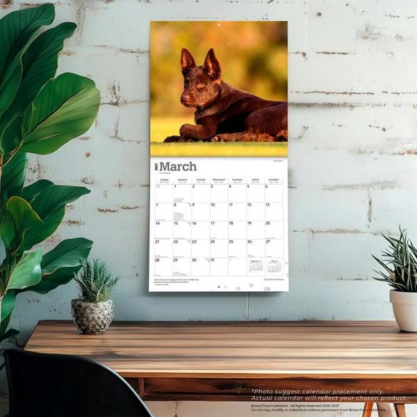 Australian Kelpies Calendar 2027, Wall Calendars, Month To View, Dogs, Gift