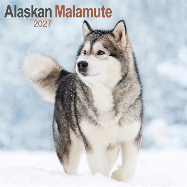 Alaskan Malamute Calendar 2027, Wall Calendars, Month To View, Dogs, Gift