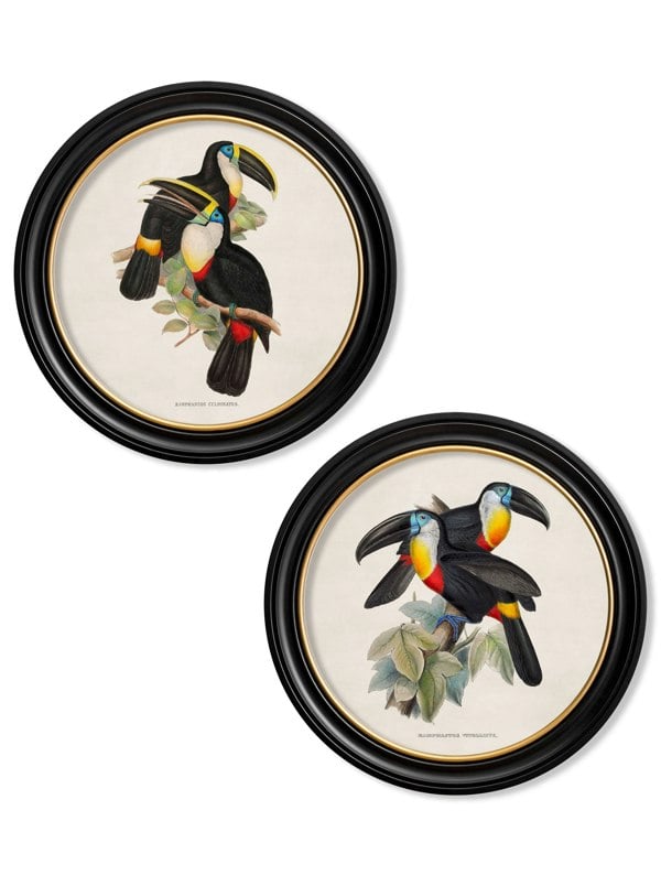 Exceptional Art c.1848 Toucans - Round Frames